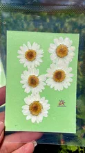 گل خشک بابونه سفید gallery0