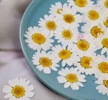 گل خشک بابونه سفید gallery4